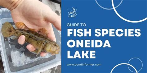 List Of Fish Species In Oneida Lake Updated Pond Informer