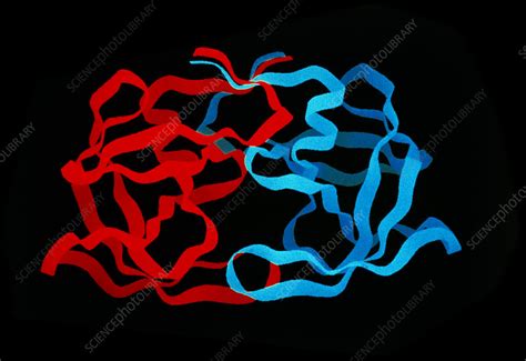 Protease Enzyme Stock Image A605 0134 Science Photo Library