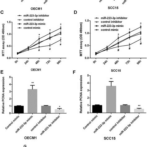 Fbxw7 Reversed Mir 223 Mediated Oscc Cells Proliferation And Migration Download Scientific