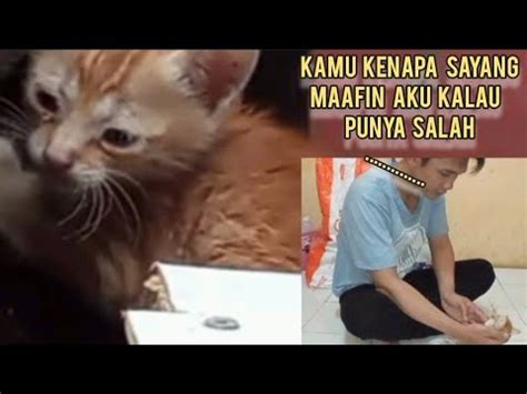 Maaf Sayang Aku Ga Mampu Anak Kucing Kecil Triak Minta Tolong Saat