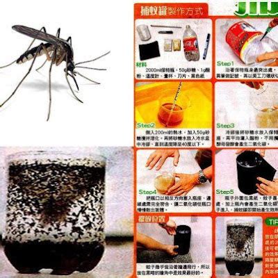 Imagine Green Home Made Mosquito Trap Protect Yourself From Dengue