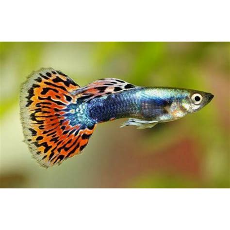 Jual Ikan Hias Guppy Aquascape Air Tawar - Mozaik Guppy, Jantan ...