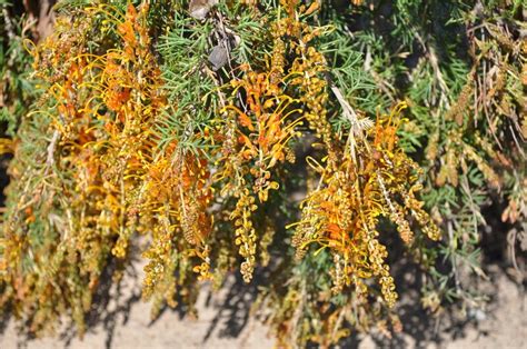 Plantfiles Pictures Grevillea Species Grevillea Tenuiloba By Kell