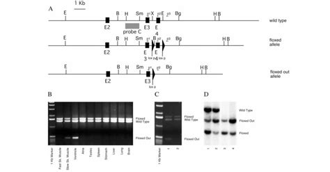 Specificity And Efficiency Of Cre Mediated Recombination In Vivo A