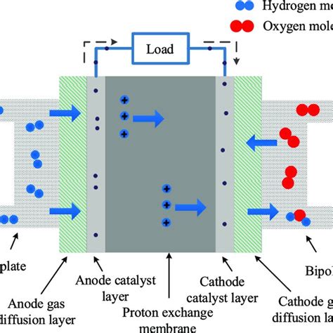 Working Principle Diagram Of Pemfc Download Scientific Diagram