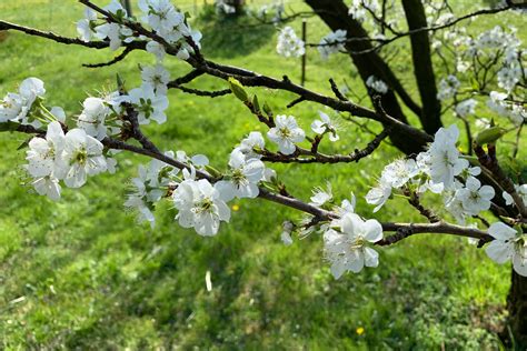 Naturschutz In Balgach Balger Natur Umwelt Und Naturschutz Im