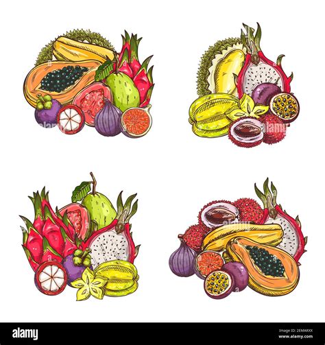 Tropical Fruits Drawing