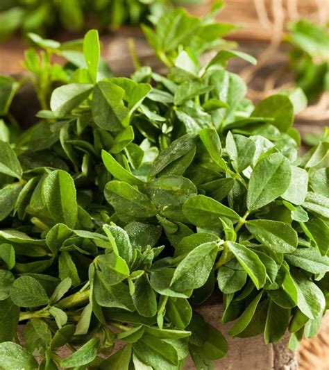 6 Best Benefits Of Fenugreek Leaves Kasuri Methi For Skin Hair And Health Fenugreek Benefits