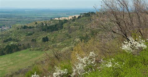 Frühling am Hundsheimer Berg 3 in Außerhalb Salzburgs Schöne Heimat