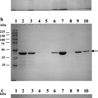 SDS PAGE Profiles Of Whole Cell Proteins A S Layer Proteins