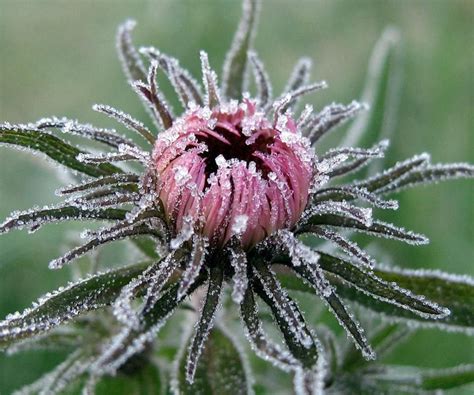 Frost Flower Wallpaper Winter Flowers Flowers Winter Garden