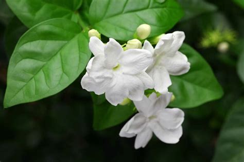 Tips For Growing Jasmine Indoors Gardeners Path