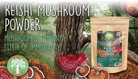 Reishi Mushroom Natural Full Spectrum Reishi Benefits Ancient Purity