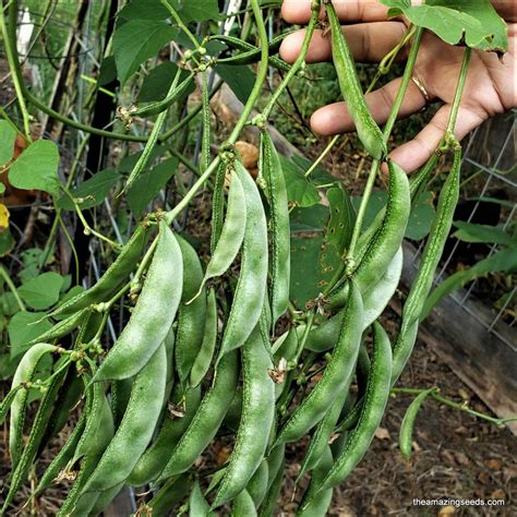 Hyacinth Bean Lablab Highyield Delicious Asian Papdi Bean White Flow