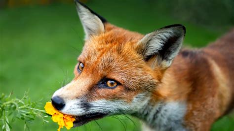 Comment éloigner les renards du jardin et du poulailler 4 astuces