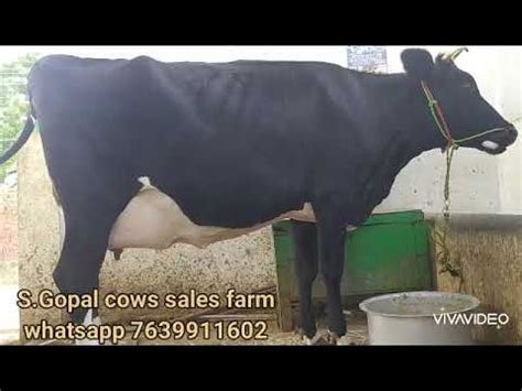 S Gopal Dairy Farm High Yielding Hf And Jersey Cows For Sales In