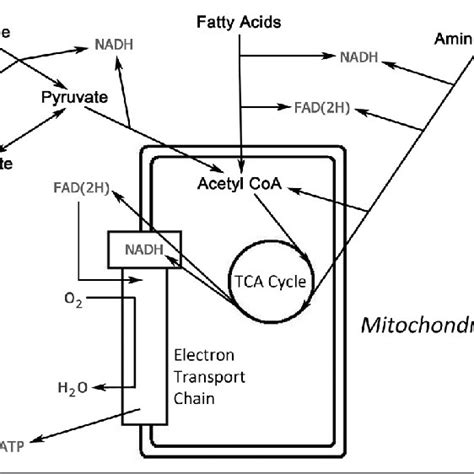 Cellular Bioenergetics Download Scientific Diagram