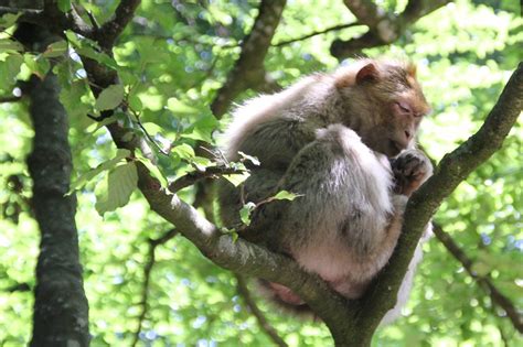 Tierpark Affenberg Salem Oberschwabens Sehenswürdigkeiten