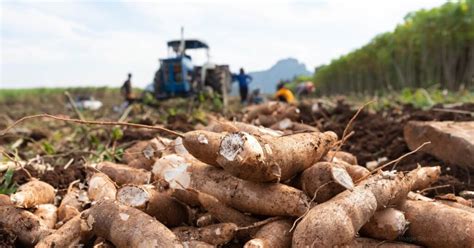 How Cassava Bags Benefit Small Farmers