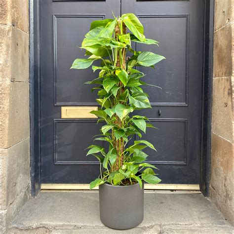 Epipremnum Aureum 120cm Grow Urban