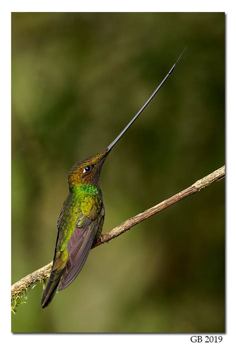 SWORD-BILLED HUMMINGBIRD