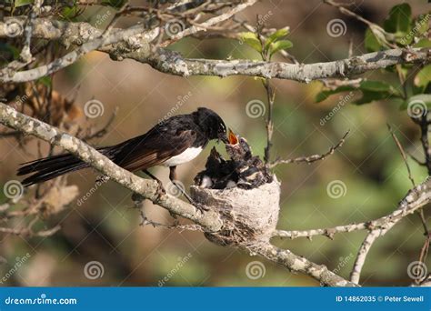 Willie Wagtail at nest stock image. Image of bird, nest - 14862035