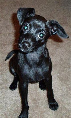 Black Chihuahua Terrier Mix Full Grown - Pets Lovers