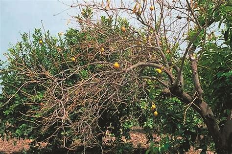 Come Eliminare Il Mal Secco Degli Agrumi Fuori Di Verde