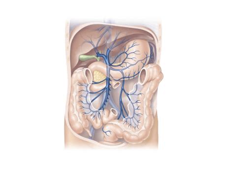 Abdominal Veins (More)Superficial Quiz