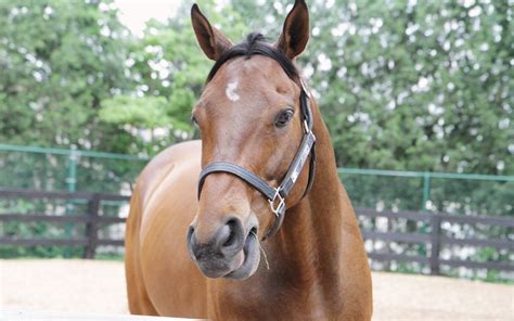 Kentucky Derby® 135 winner, Mine That Bird, coming to the Derby Museum ...