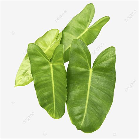 Marx PNG Transparent Four Leaves Philodendron Burle Marx Plant House