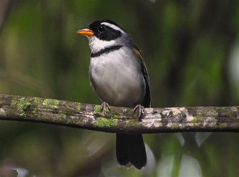 Tico Tico De Bico Amarelo Caracter Sticas Habitat Reprodu O E