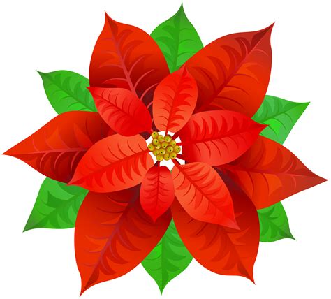 Poinsettia Png 10 Free Cliparts Download Images On Clipground 2024