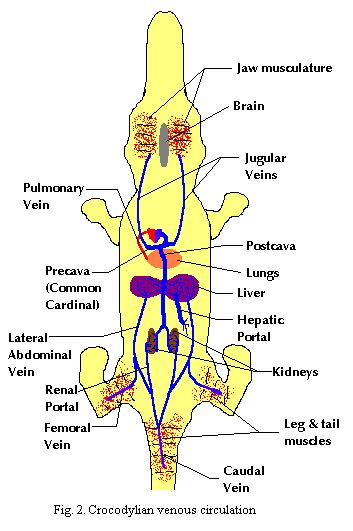 Alligator Heart Anatomy