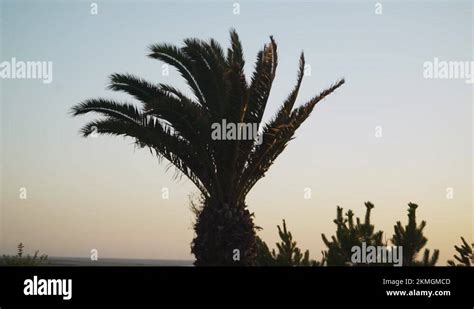 Palm Tree Waving On Wind In The Golden Hour Stock Video Footage Alamy