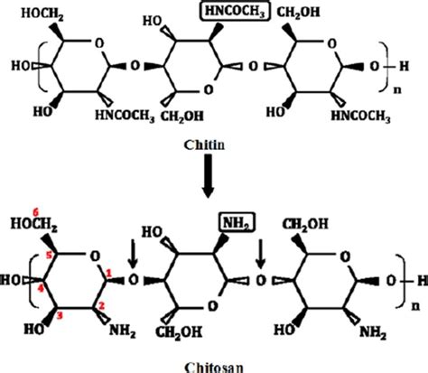 Structures Of Chitin And Chitosan Download Scientific Diagram