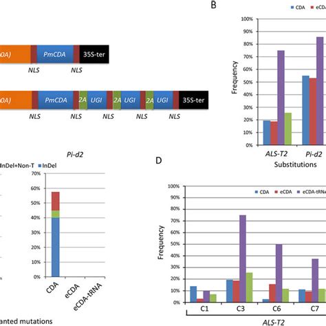 Base Editing In Transgenic Rice Plants Using CDA Variants A