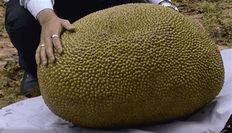 World Biggest Jackfruit In