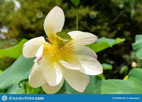 Nelumbo Nucifera Llamada Flor De Loto Imagen De Archivo Imagen De