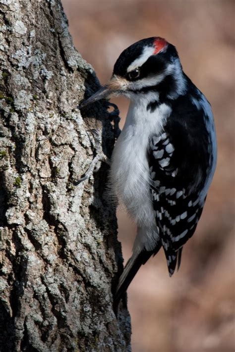 Free Images Nature Branch Wing Wildlife Colorful Garden Feather