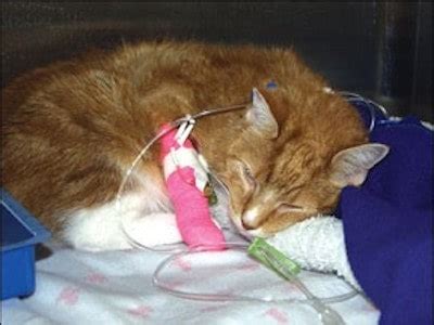 Revolutionary New Treatment for Feline Anemia: Varenzin-CA1 Granted ...