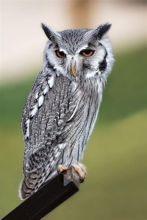 Northern White Faced Owl Ptilopsis Leucotis Owl Photos Owl Owl