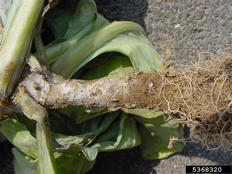 Phytophthora Root And Stem Rot Phytophthora Drechsleri