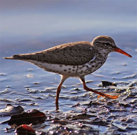 Dallas Trinity Trails: White Faced Ibis and Migrating Wading Birds at