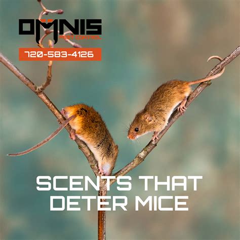 Are There Any Scents That Repel Mice at Annabelle Toomey blog