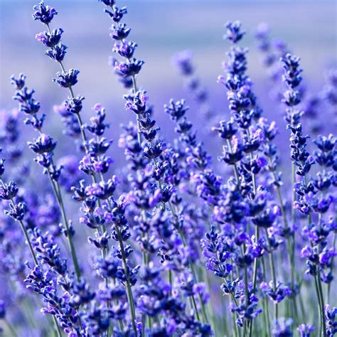 Hidcote Blue Lavender Seeds - 250 Mg Packet ~225 Seeds - Fragrant Herb ...