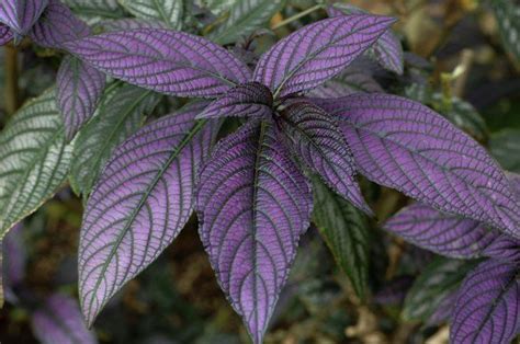 List Of Plants With Purple Green Leaves Purple Plants Plants