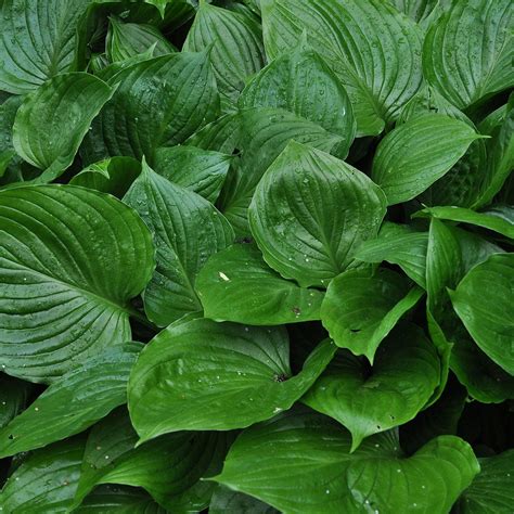 Hosta Ventricosa Houtmeyers Plantencentrum En Boomkwekerij Laakdal