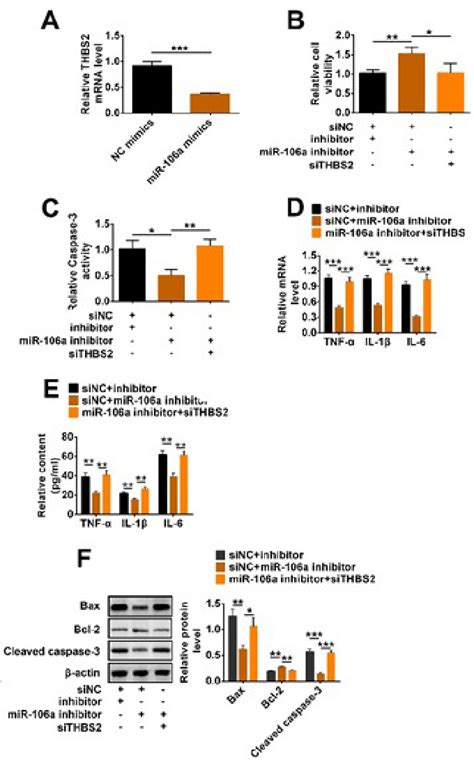 Mir 106a Increased Lps Induced Inflammation And Apoptosis Of Tcmk 1