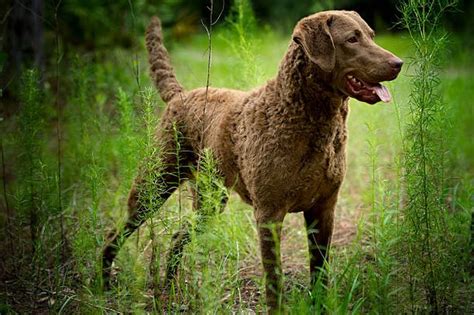 Chesapeake Bay Retriever Golden Retriever Mix